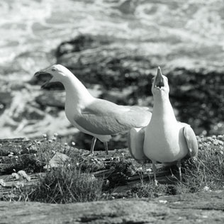 herring gulls port issac image