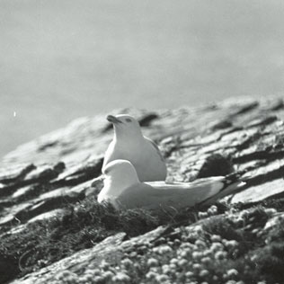 herring gulls port issac image